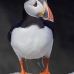 puffin_atlantic_msi_v_0955_can0568.jpg